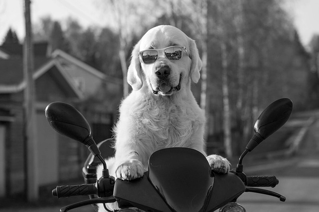 pes na motorce